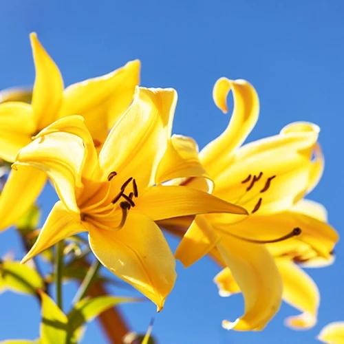 Trompeten Lilien Golden Splendour (x3)