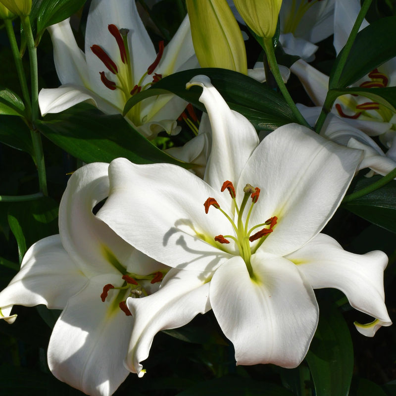 Asiatische Lilien Siberia (x3)