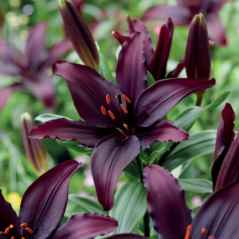 Asiatische Lilie 'Blacklist' (x5)