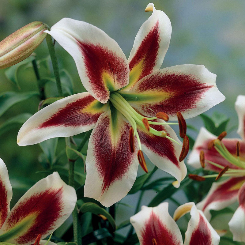 Lilien Beverly Dreams (x3)