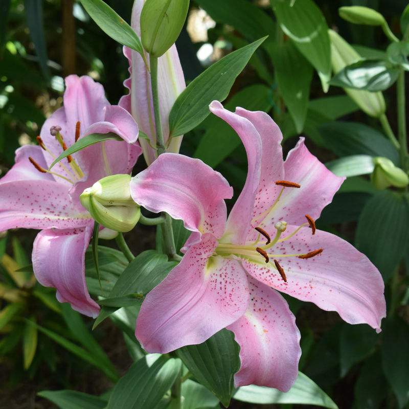 Orientalische Lilien Josephine (x3)