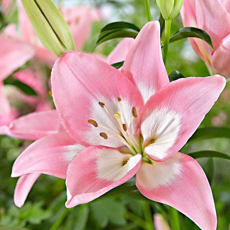 Asiatische Lilie 'Levi' - Title:Das beutel von 2 blumenzwiebeln / umfang 12-14cm