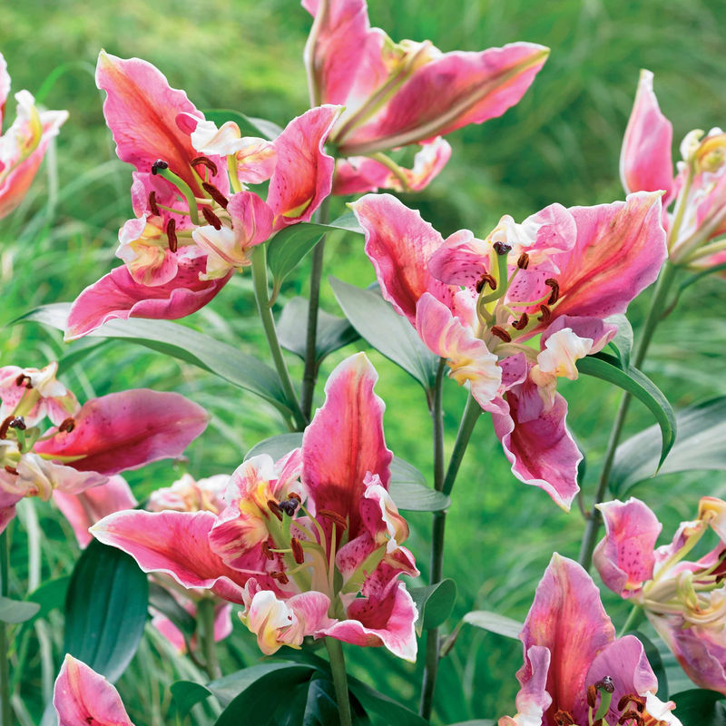 Lilien Pink Parrot Carriba (x2)