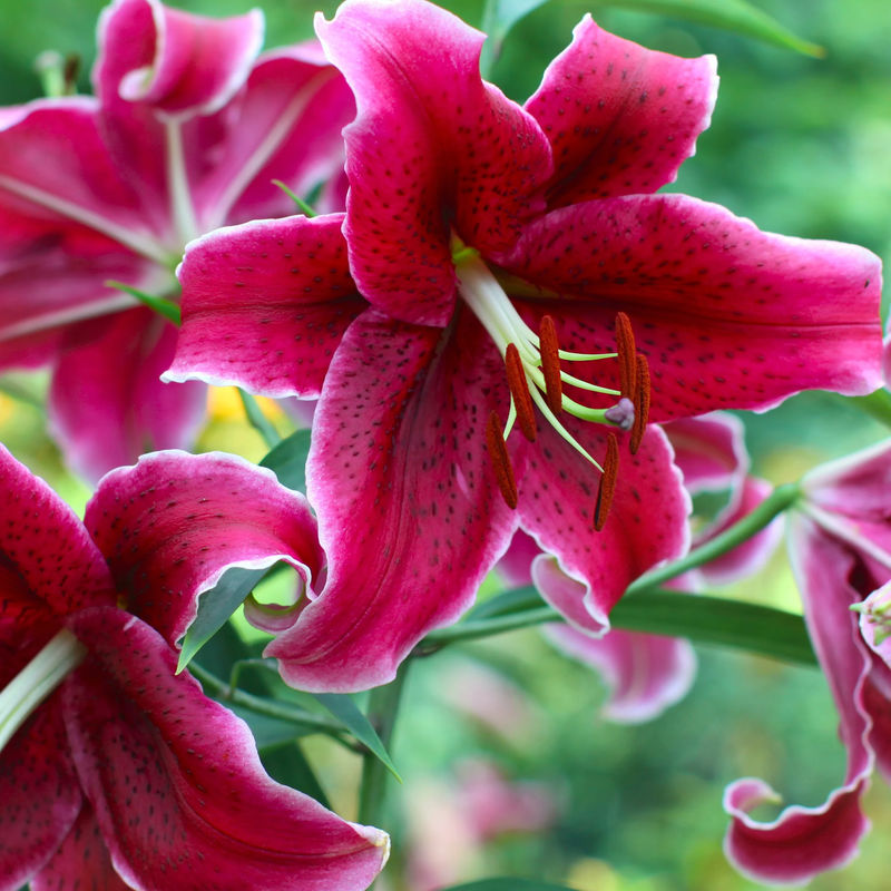 Orientalische Lilien Corvara (x3)