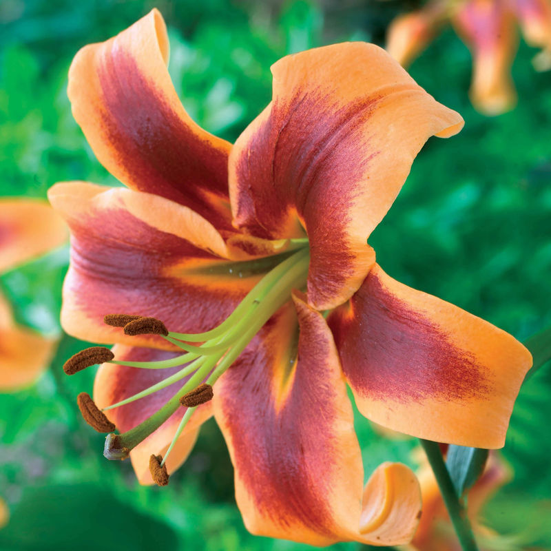 Orientalische Lilien Debby (x3)