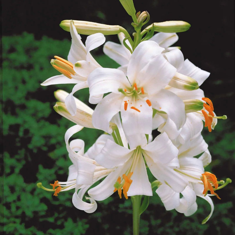 Madonnenlilien (x2)