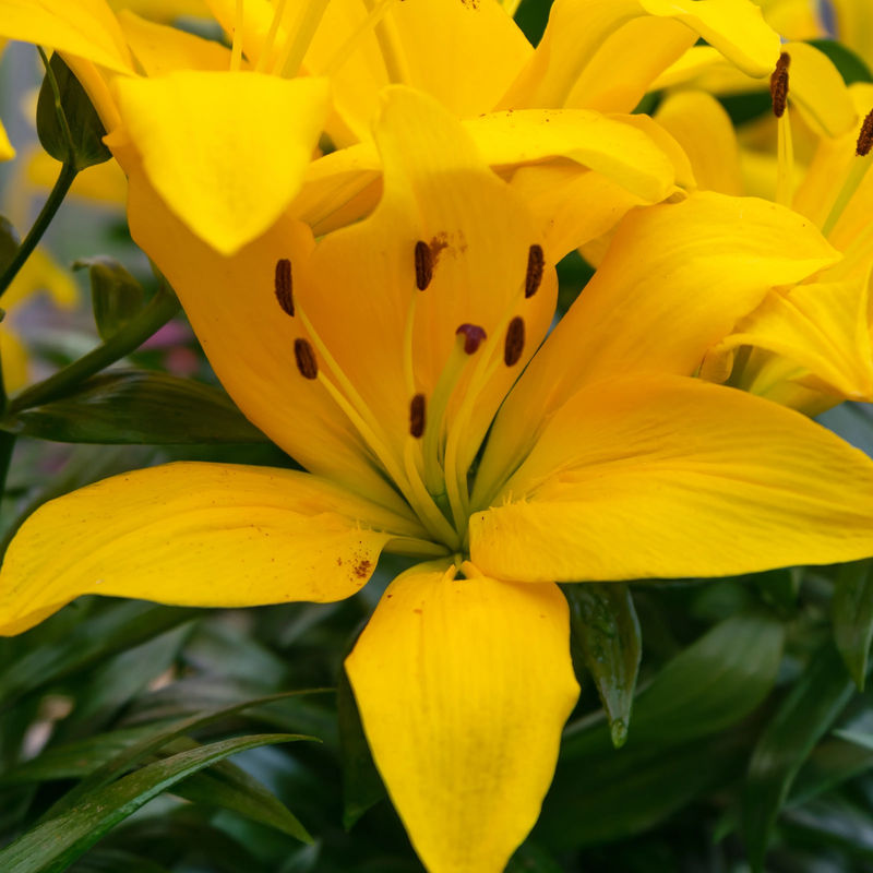 Asiatische Lilie - Gelb - Title:Das beutel von 2 blumenzwiebeln / umfang 16-18cm