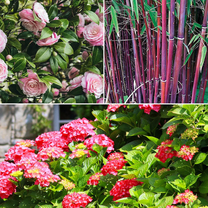 Bauern Bauernhortensie, Japanische Kamelie, Bambus (x3)
