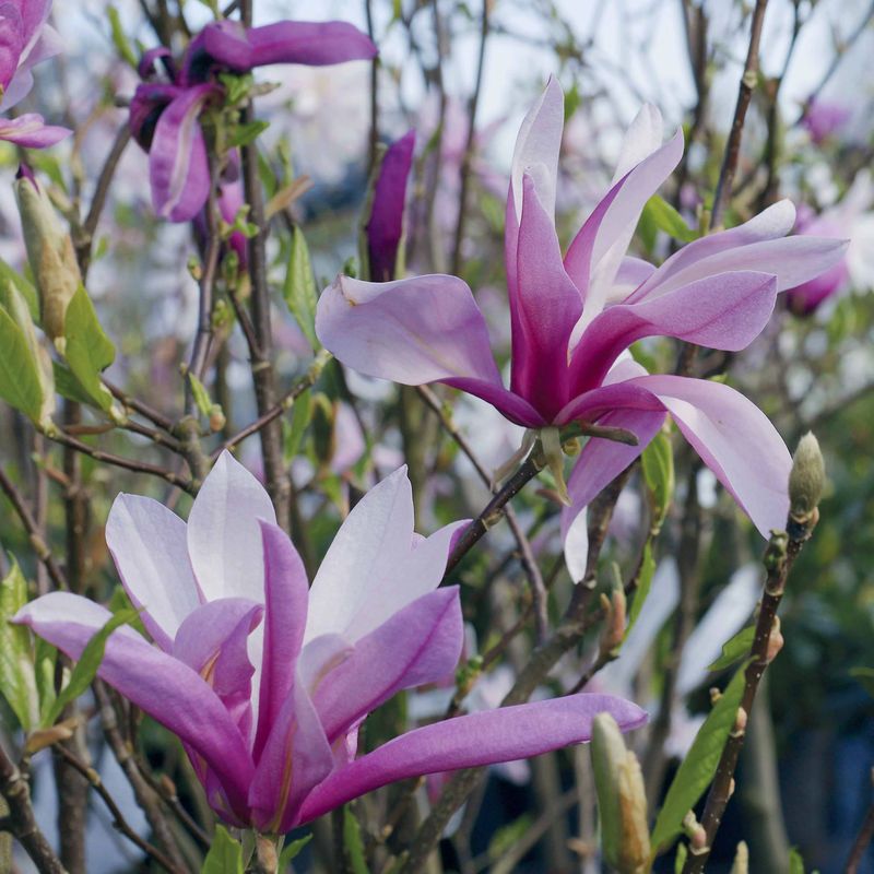 Magnolie Susan - Title:Der topf / 2L / Lieferhöhe 40-50cm
