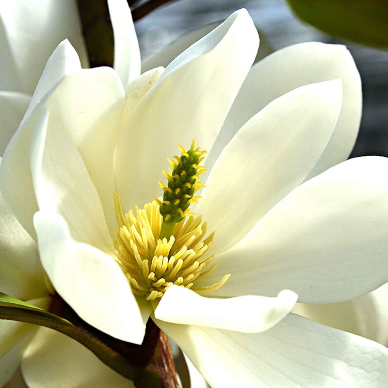 Magnolie 'Fairy White'
