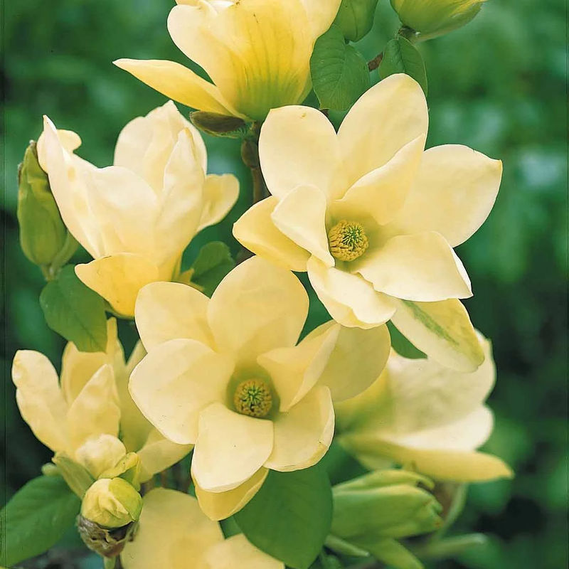 Magnolie Yellow Lantern
