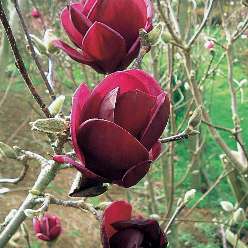 Magnolie Genie - Title:Der topf / 3L / Lieferhöhe 60-80cm
