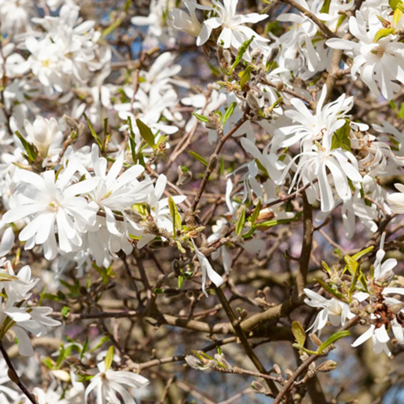 Stern-Magnolie