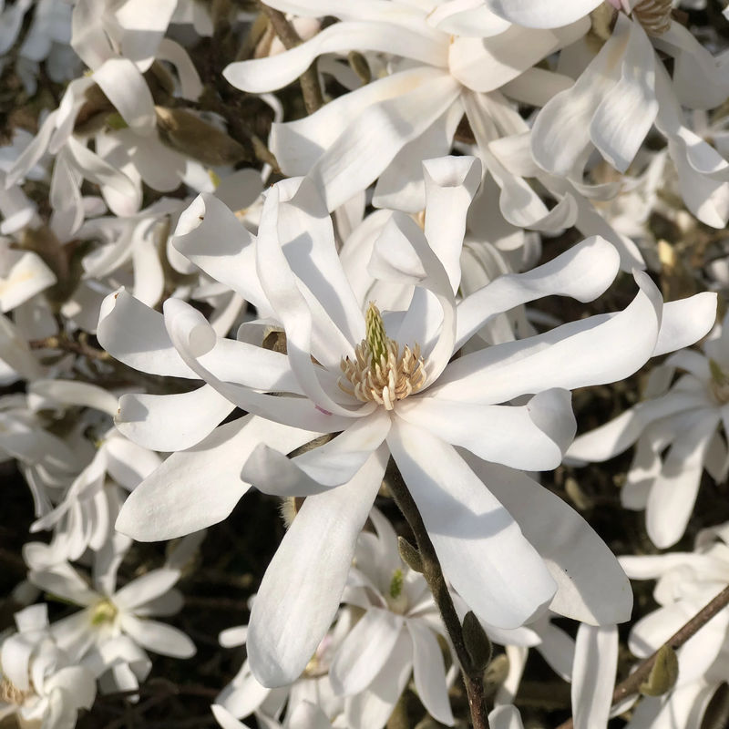 Sternmagnolie