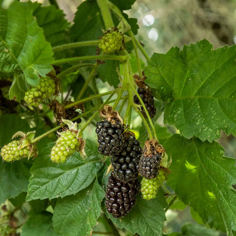 stachellose Brombeere