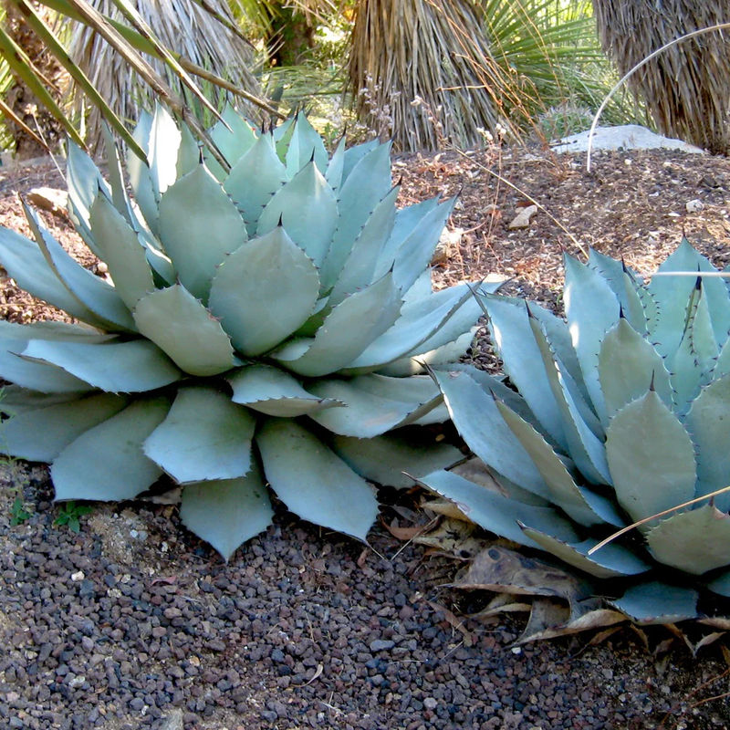 Parry's Agave