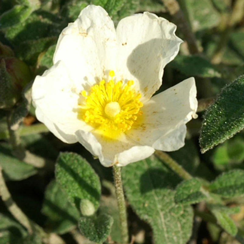 Zistrose