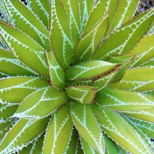 Agave