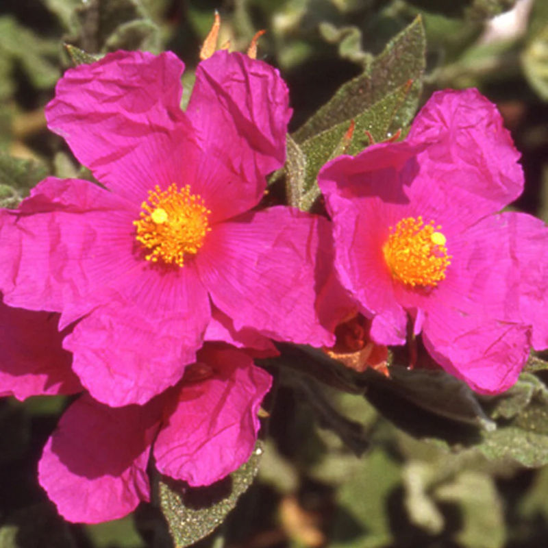 Zistrose