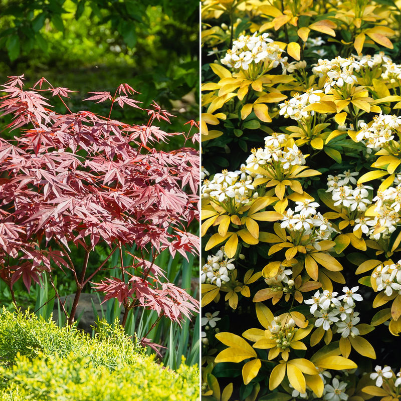 Strauchkollektion: Purpur-Ahorn und Goldener Mexikanischer Orangenbaum (x 2)