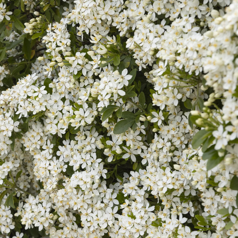 Orangenblume White Dazzler ®