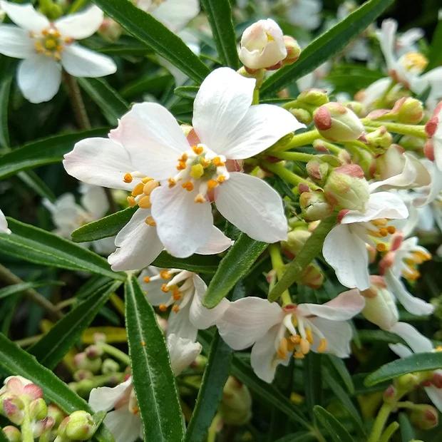 Orangenblume Aztec Pearl