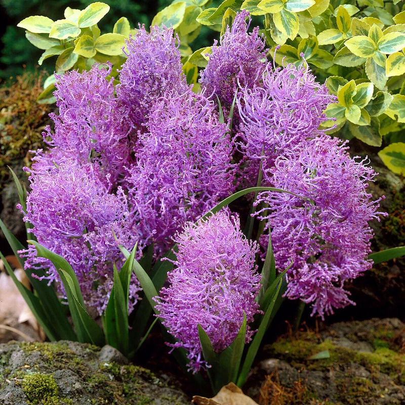 Plume-Moschusblumen (x10)