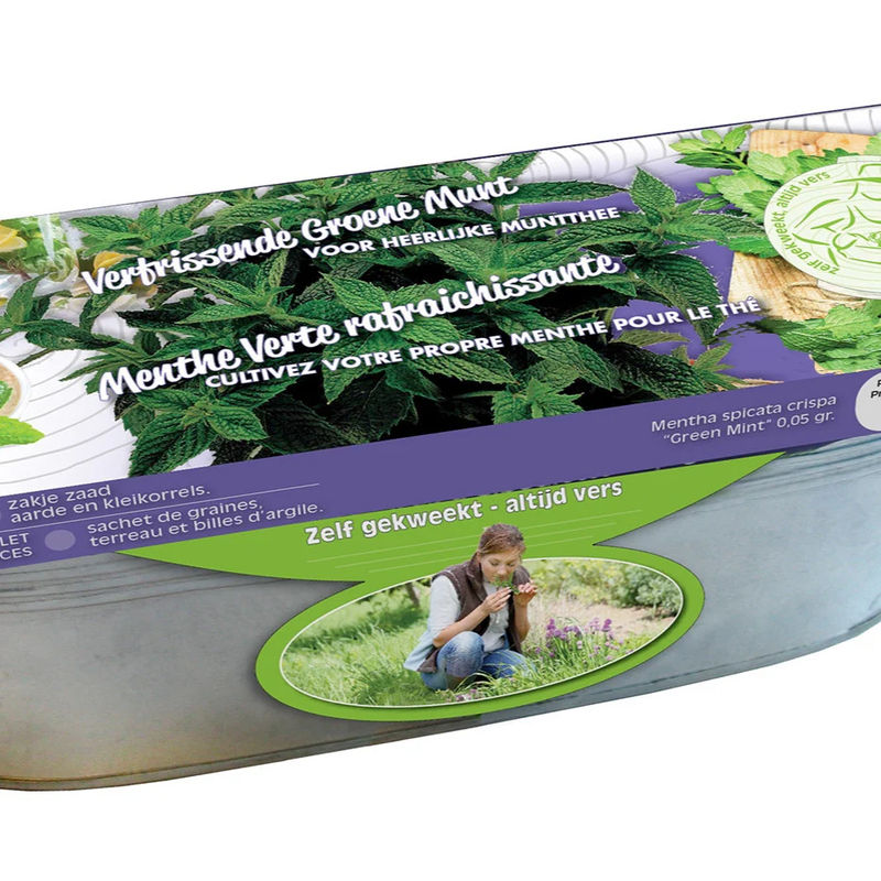 Set Krauseminze im Blumenkasten Zink
