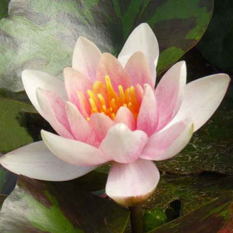Seerose 'Aurora