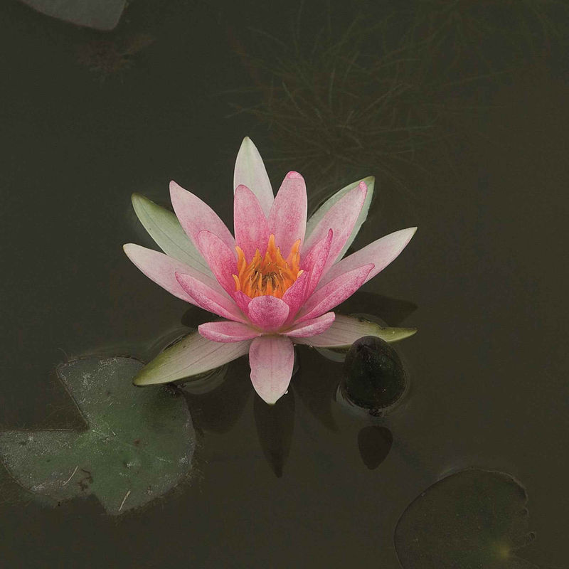 Seerose 'Pygmaea Rubra'