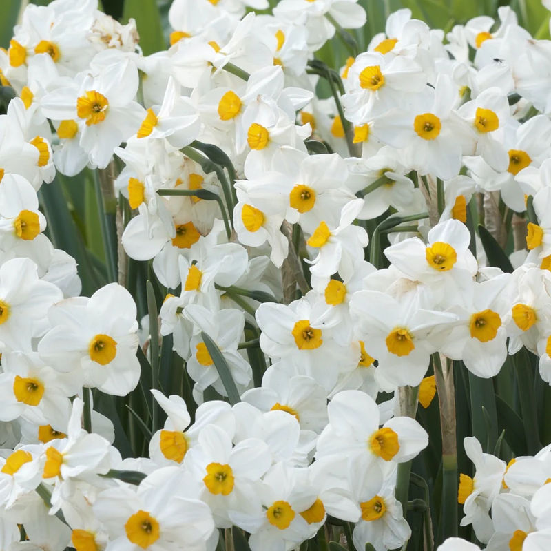 Narzissen Geranium (x5)