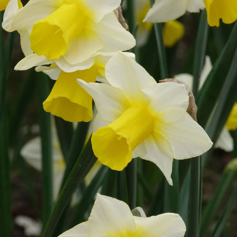 Narzissen Golden Echo (x7)