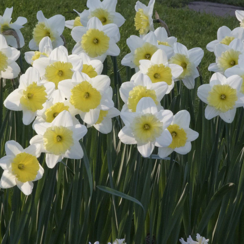 Narzissen mit großer Krone Ice Follies (x5)