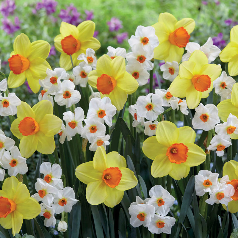 Kollektion Narzissen (Red Devon + Geranium) (x16)