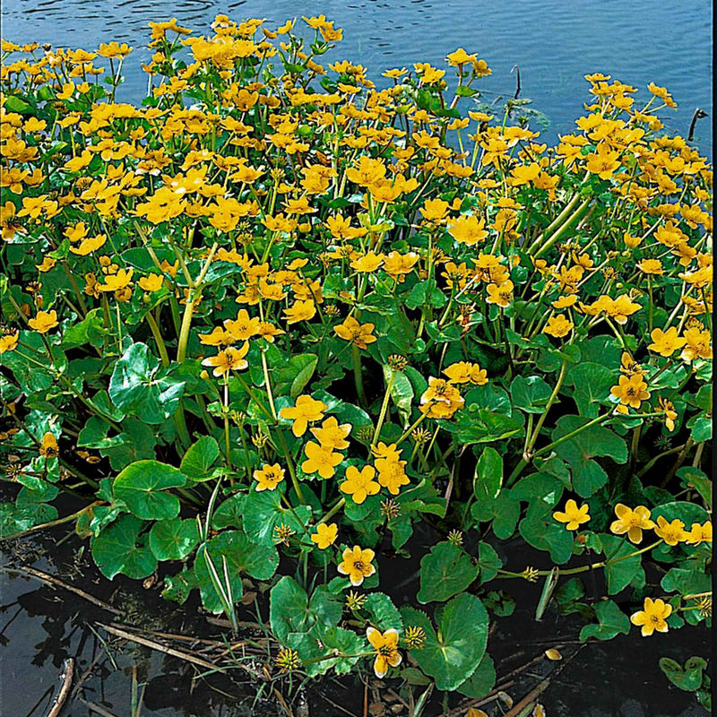Sumpfdotterblume - Wasser-Ringelblume