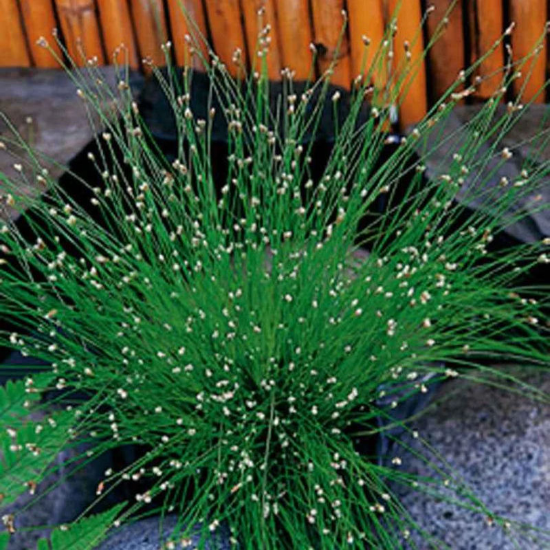 Gebogene Scirpe Faseroptisches Gras