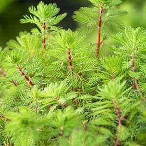 Wassermyrill "Red Stem
