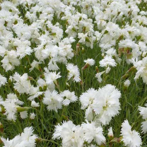 Nelken mignardise Albus Plenus (x3)