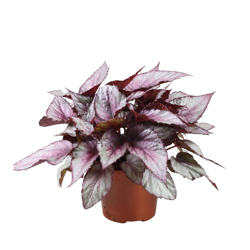 Blattbegonie 'Maori Haze'