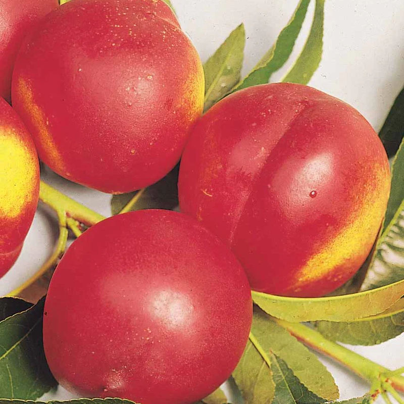 Nektarinenbaum Nectared - Title:Der wurzelballen / becher von 2 jahre / Lieferhöhe 90-130cm