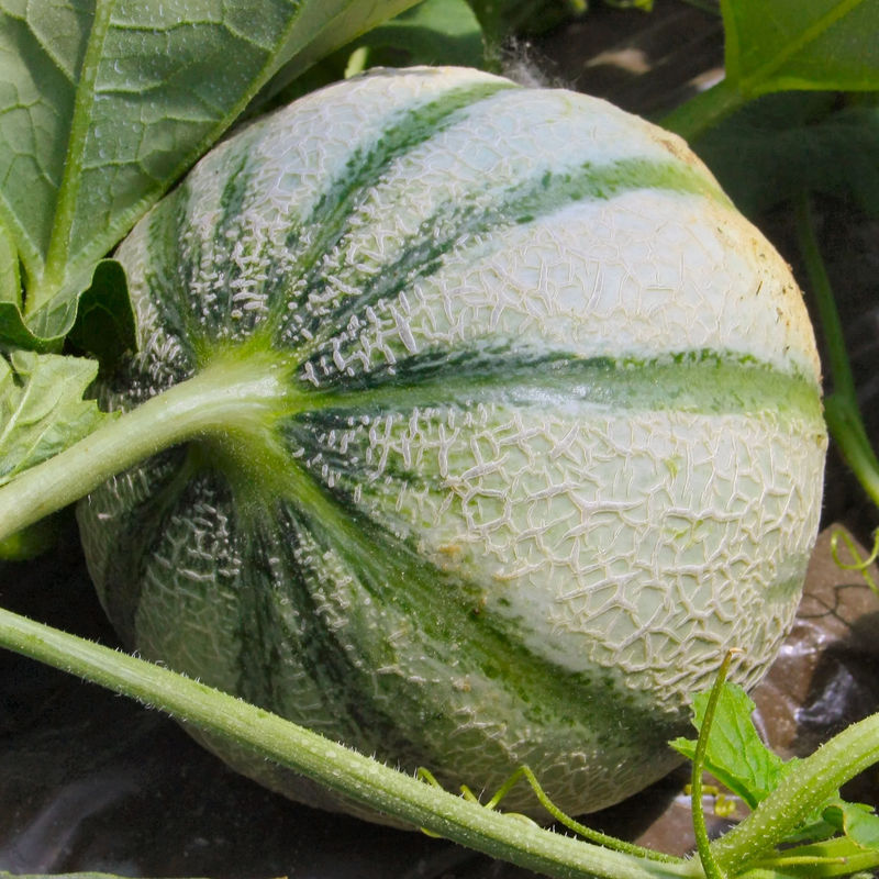 Zuckermelone Cezanne F1 Pflanze