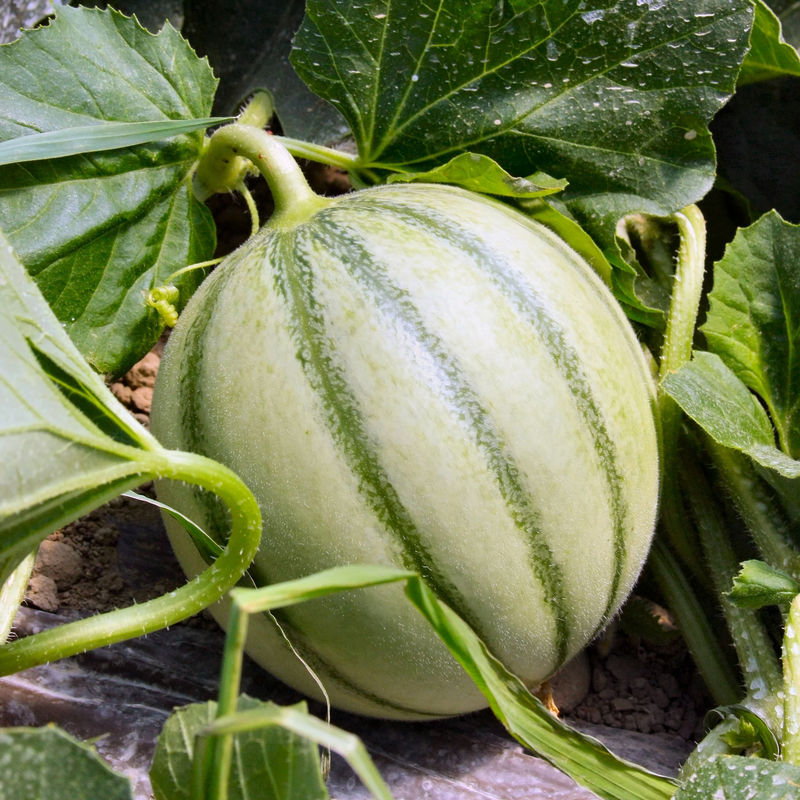 Zuckermelone Edgar F1 Pflanze