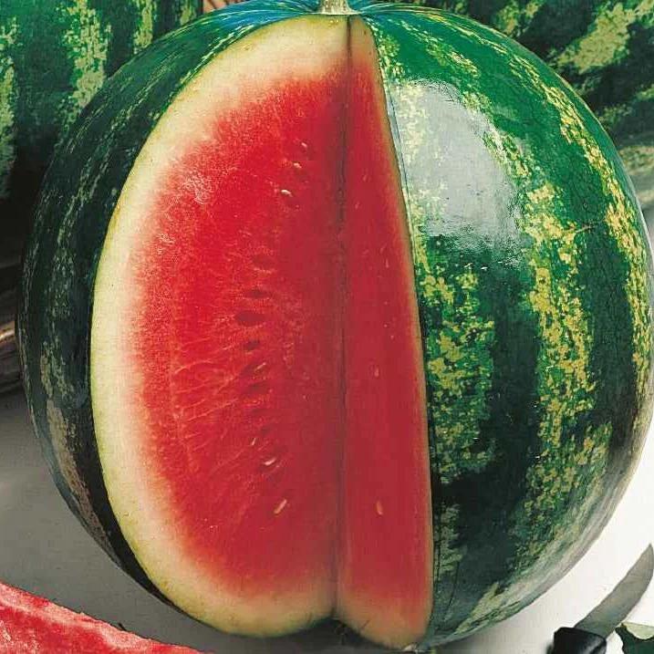 Wassermelone Crimson Sweet Bio