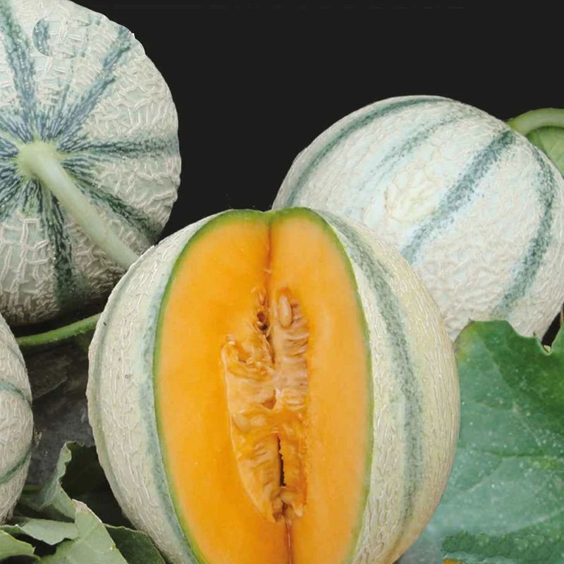 Zuckermelone Artemi's F1