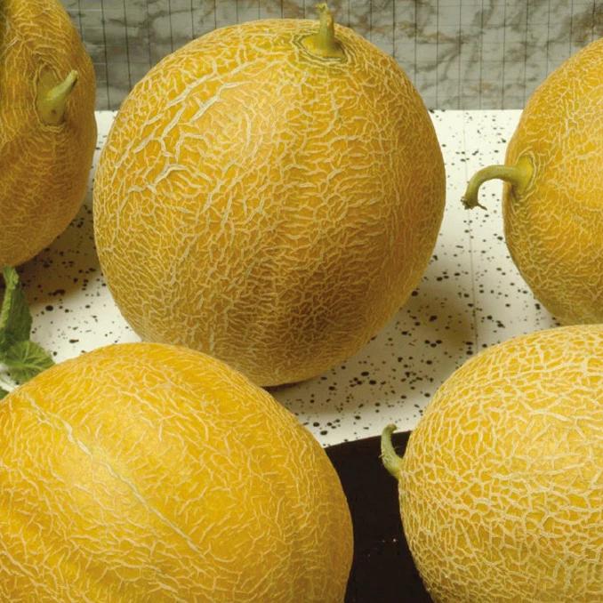 Melone Outdoor Wonder F