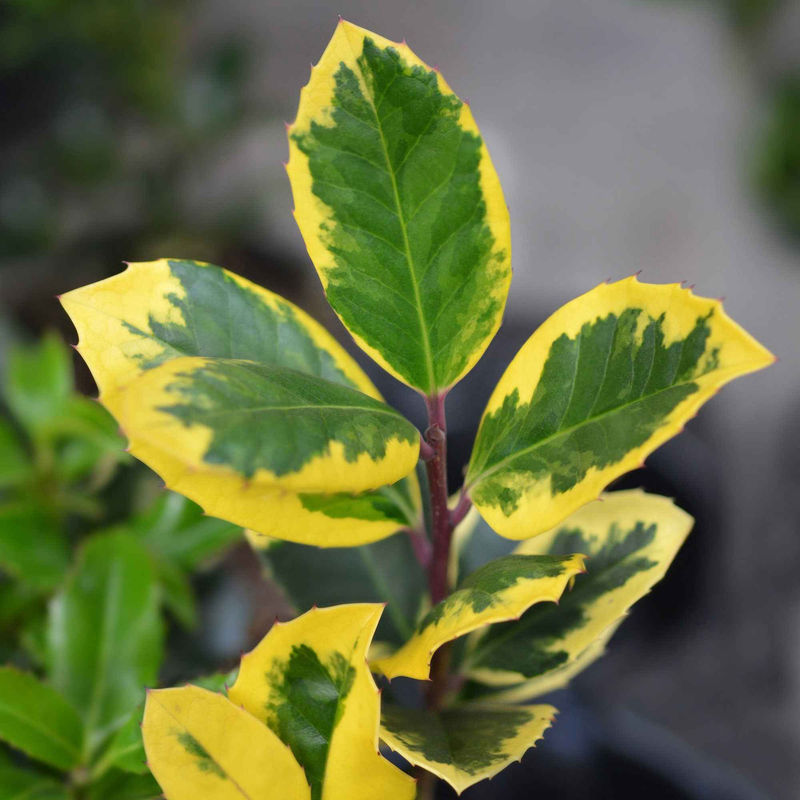 Stechpalme 'Golden King'