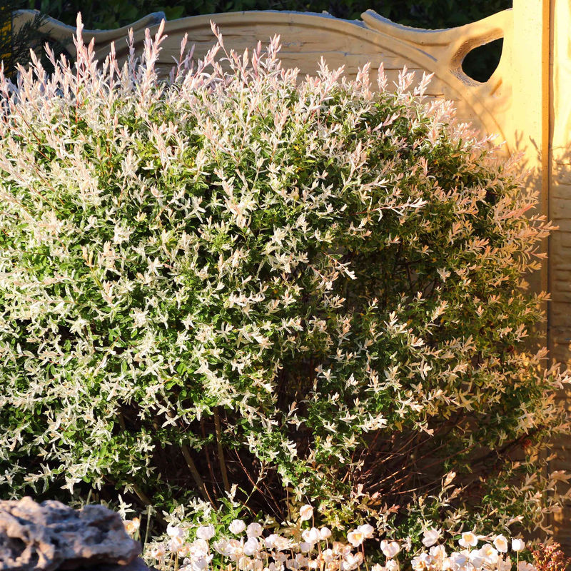 Harlekinweide - Hecke von 3 m Länge (x3)