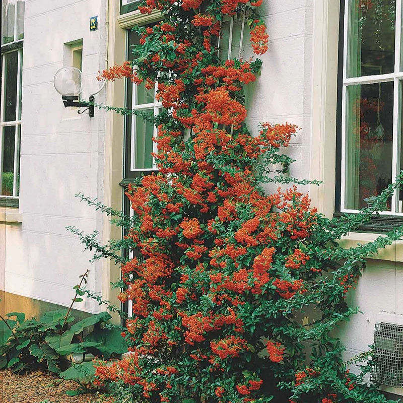 Roter Feuerdorn