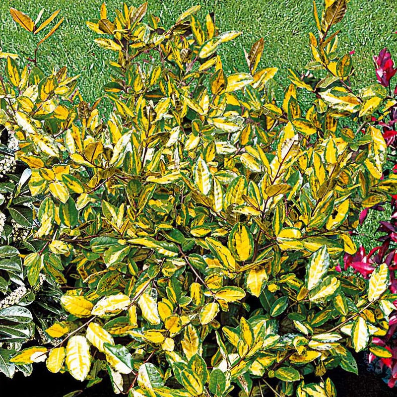 Olweide - Title:Der topf / 2L / Lieferhöhe ca. 30cm