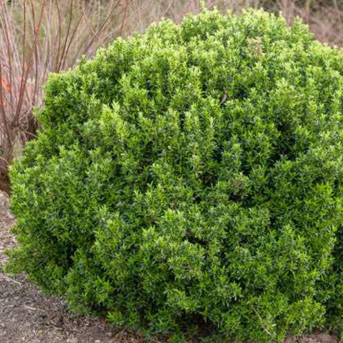 Kleinblättrige Japanspindel Microphyllus